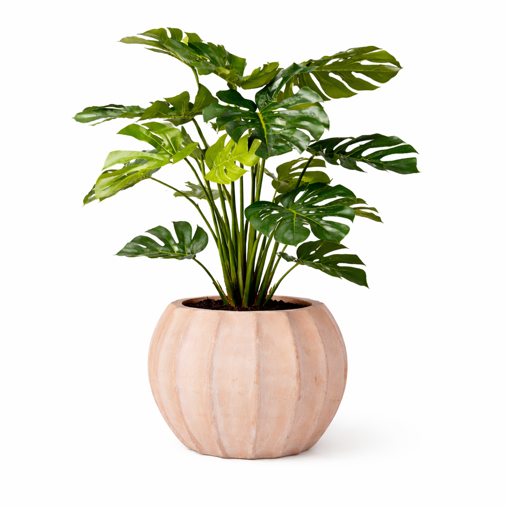 4' Monstera Plant