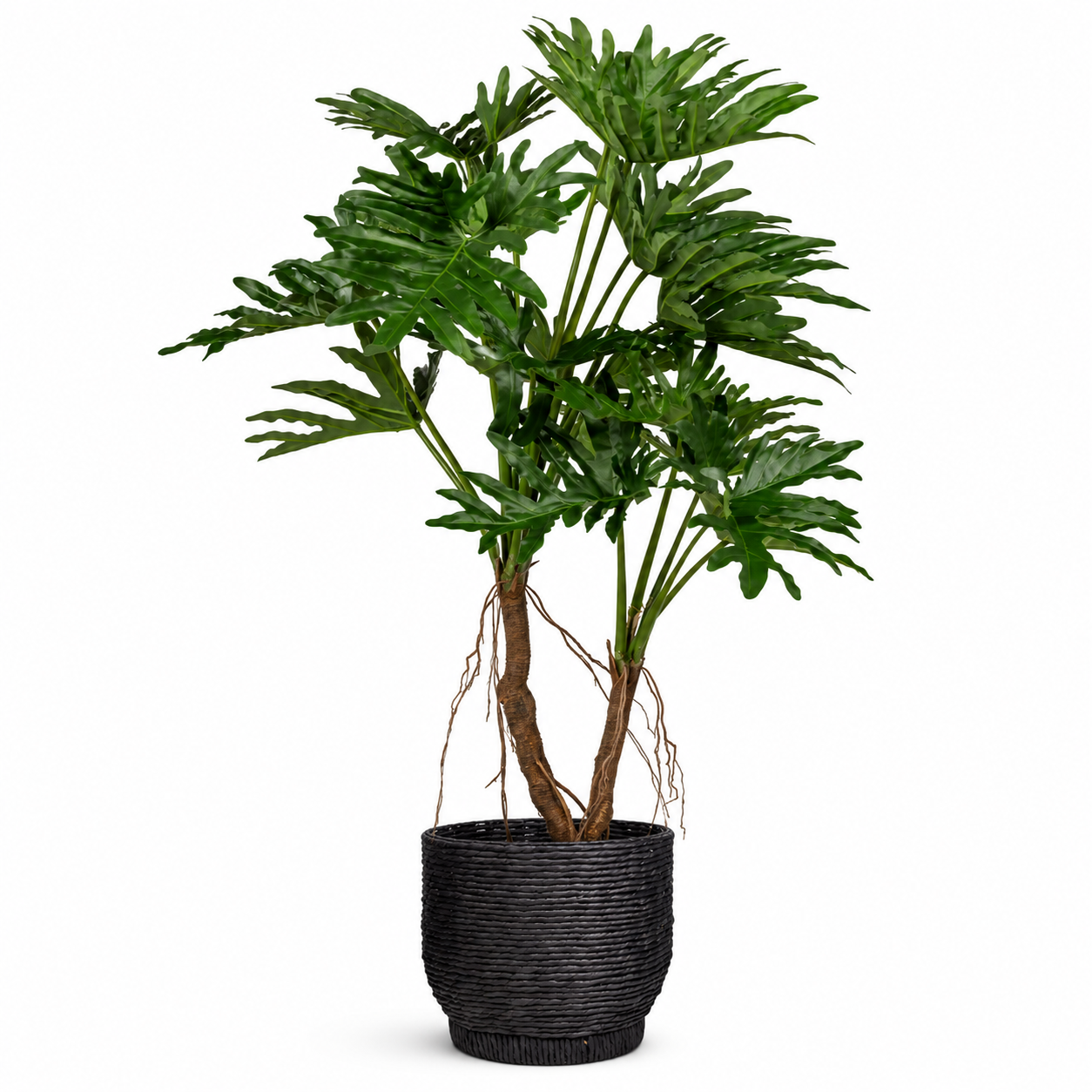 5' Philodendron Selloum