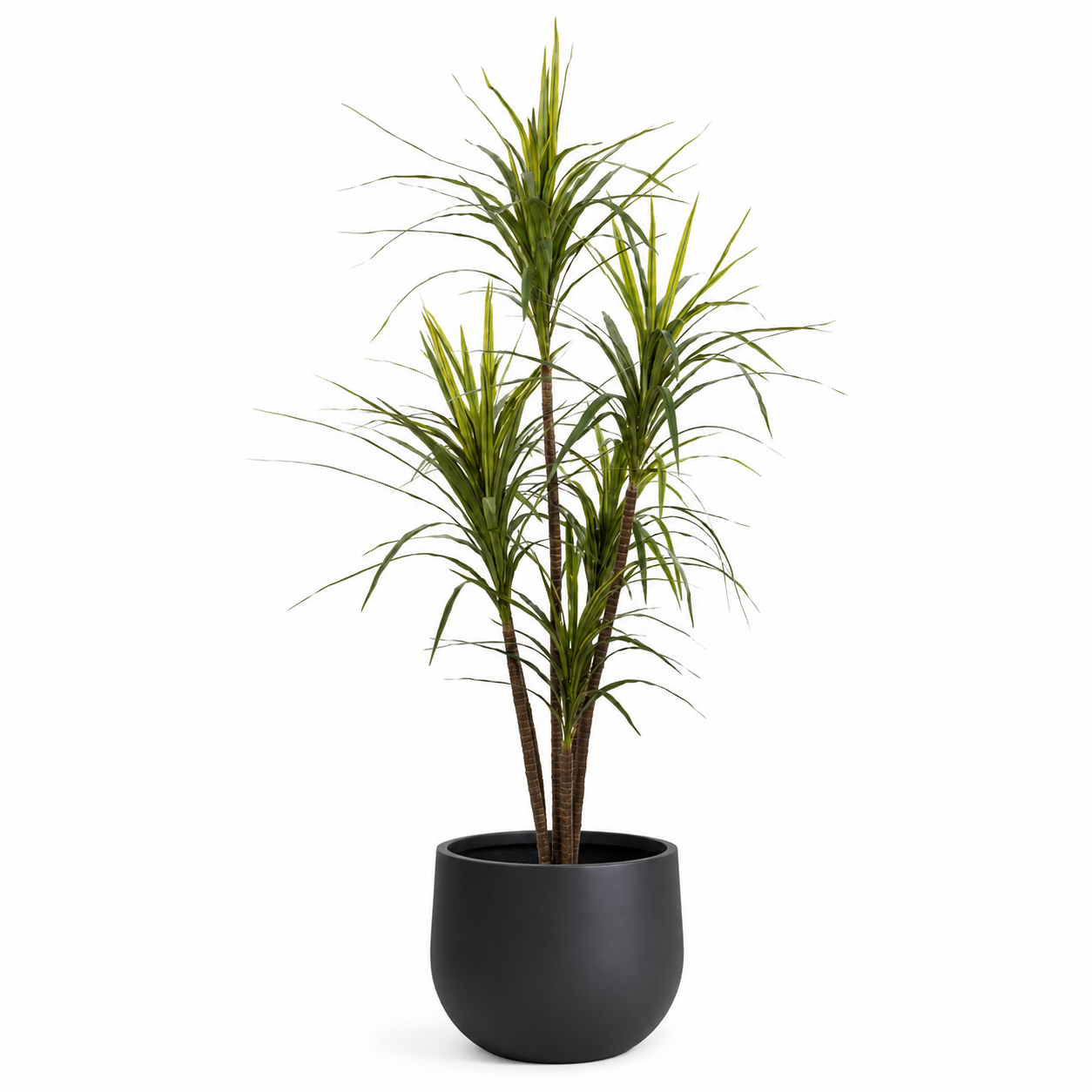 6' Dracaena Marginata Tree