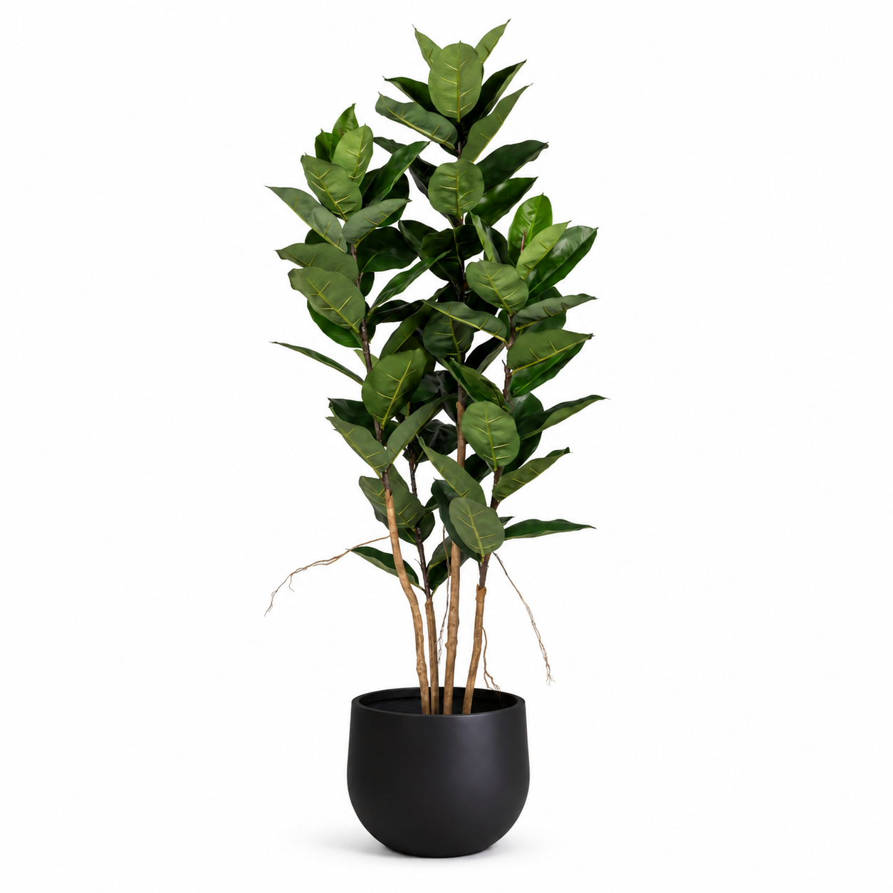 6' Rubber Tree