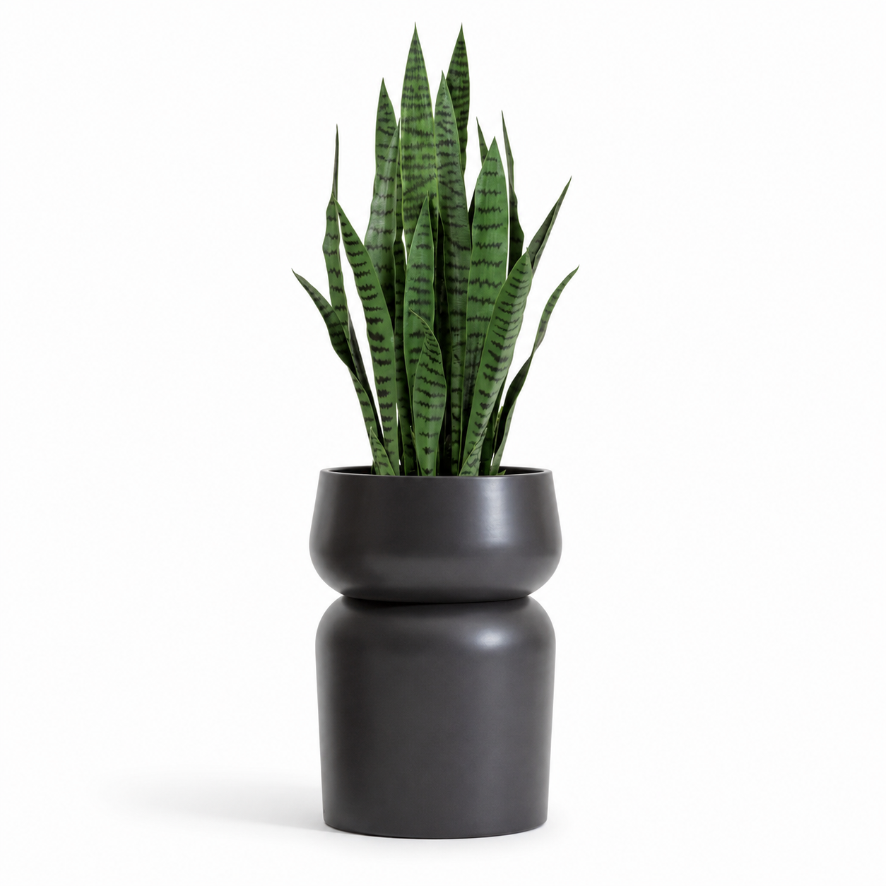 3' Snake Plant