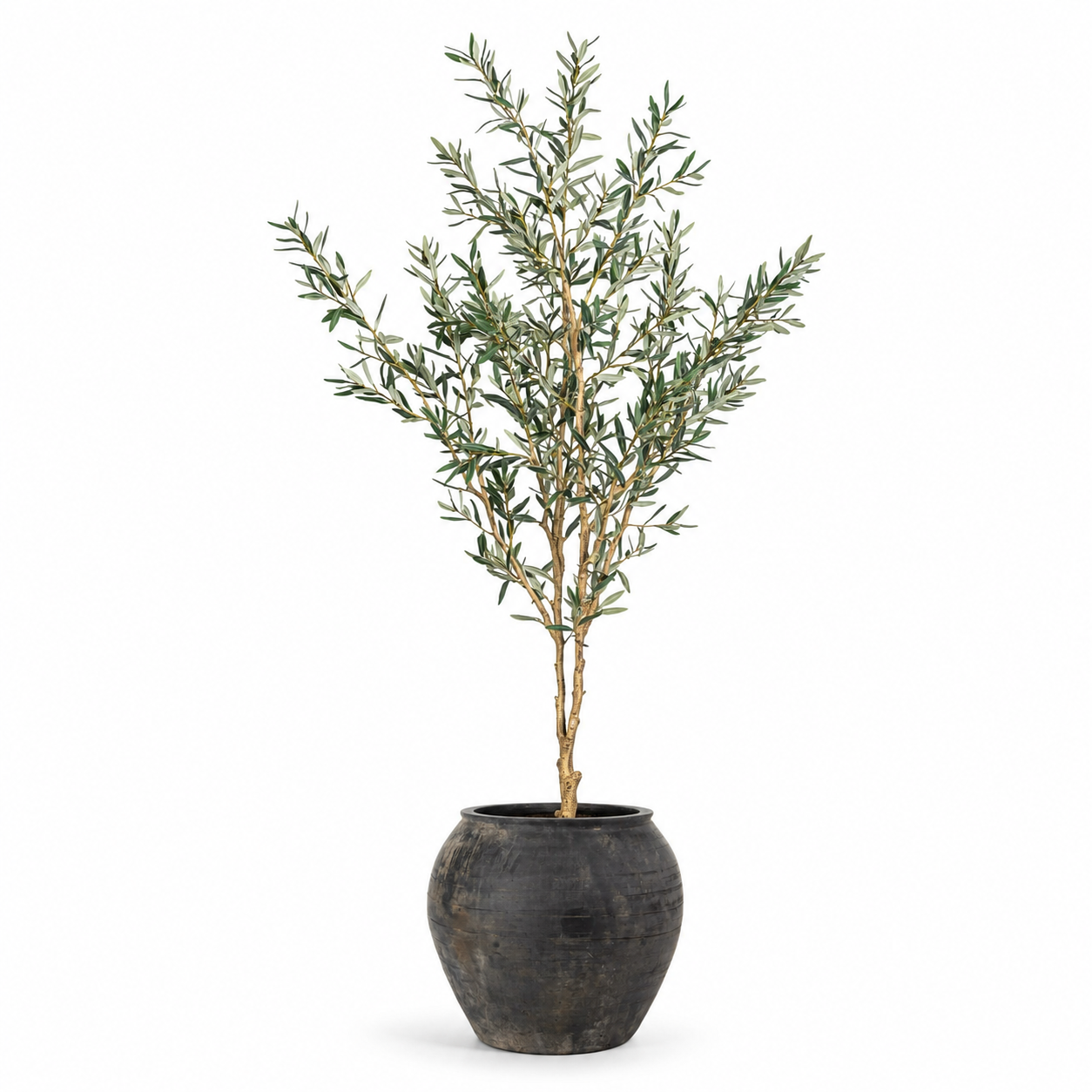 6' Fruitless Olive Tree