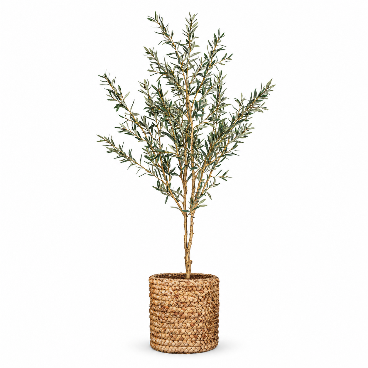 6' Fruitless Olive Tree