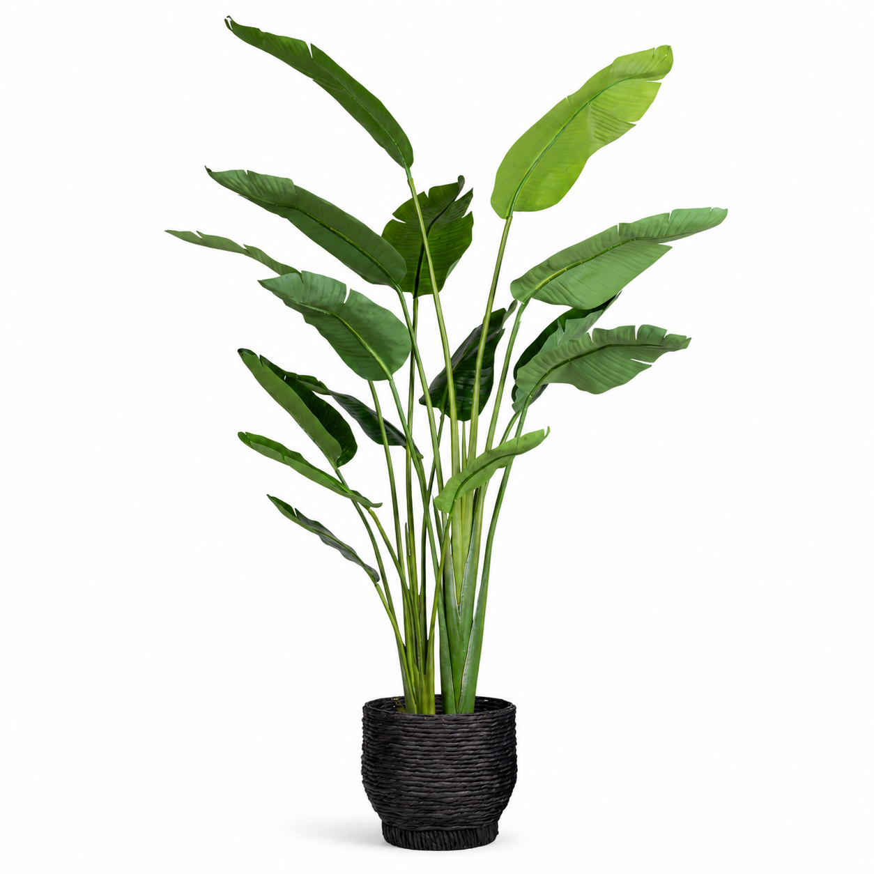 6.5' Bird of Paradise