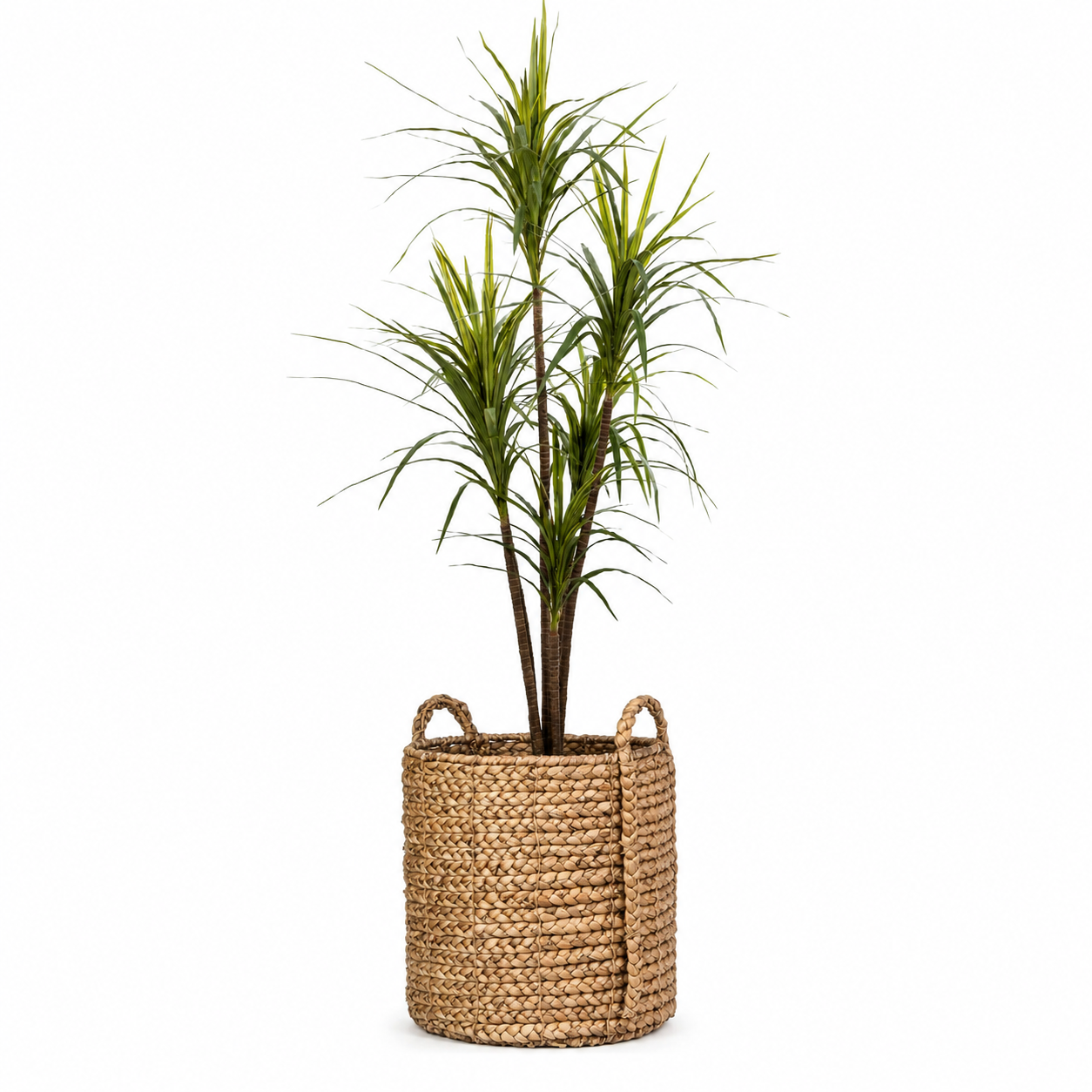 6' Dracaena Marginata Tree