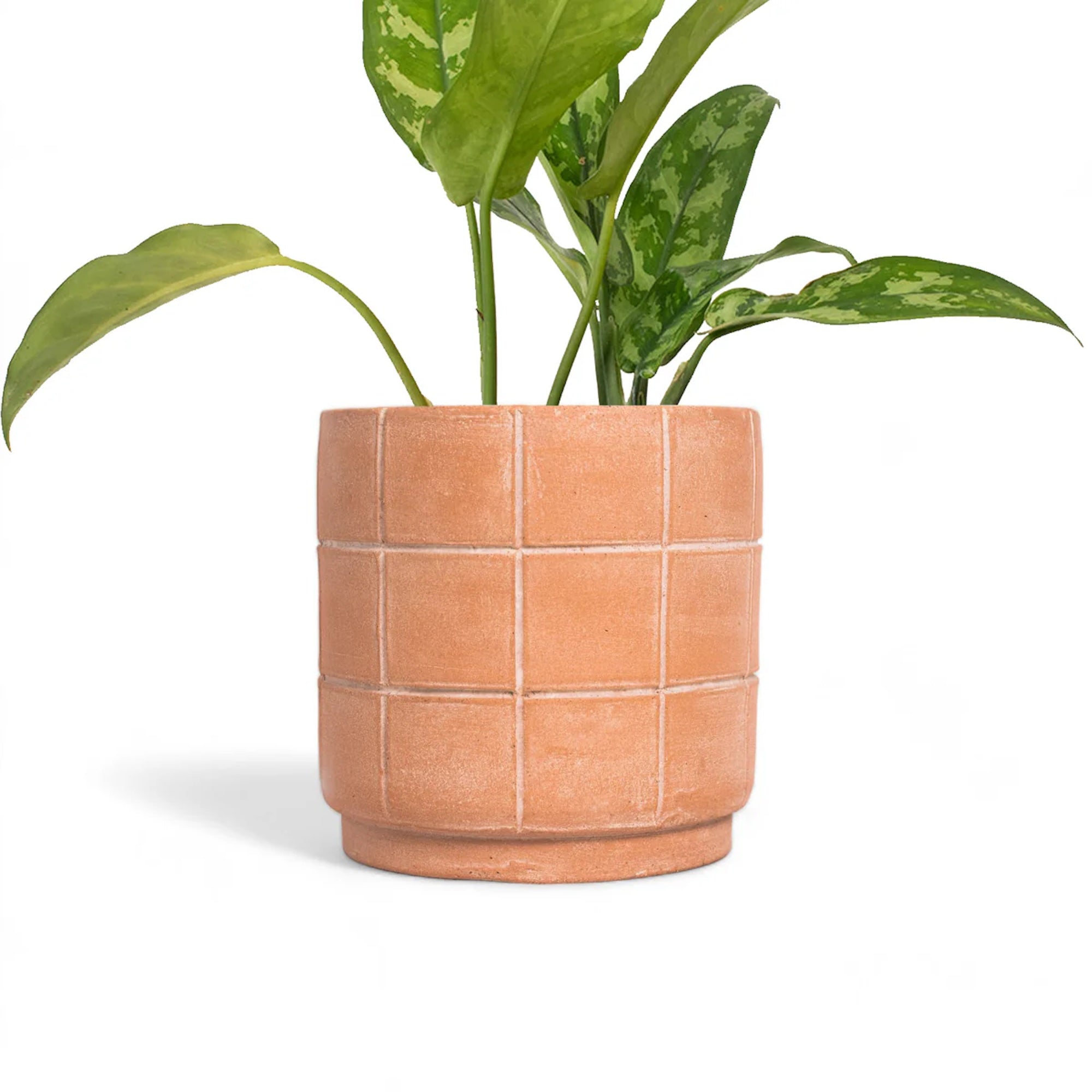 Green potted plant in a terracotta pot on a white background