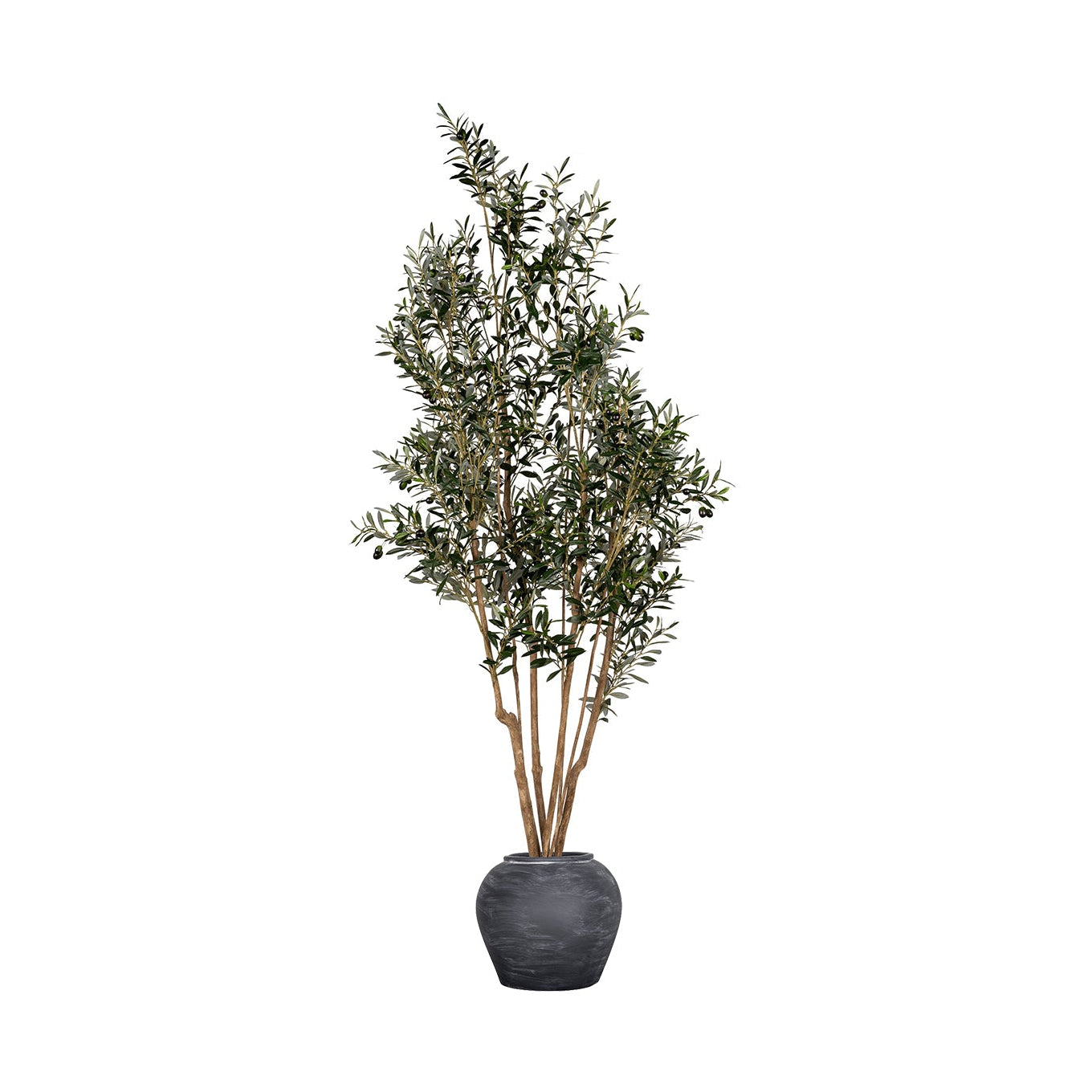 7' Olive Tree in Rowen Pot