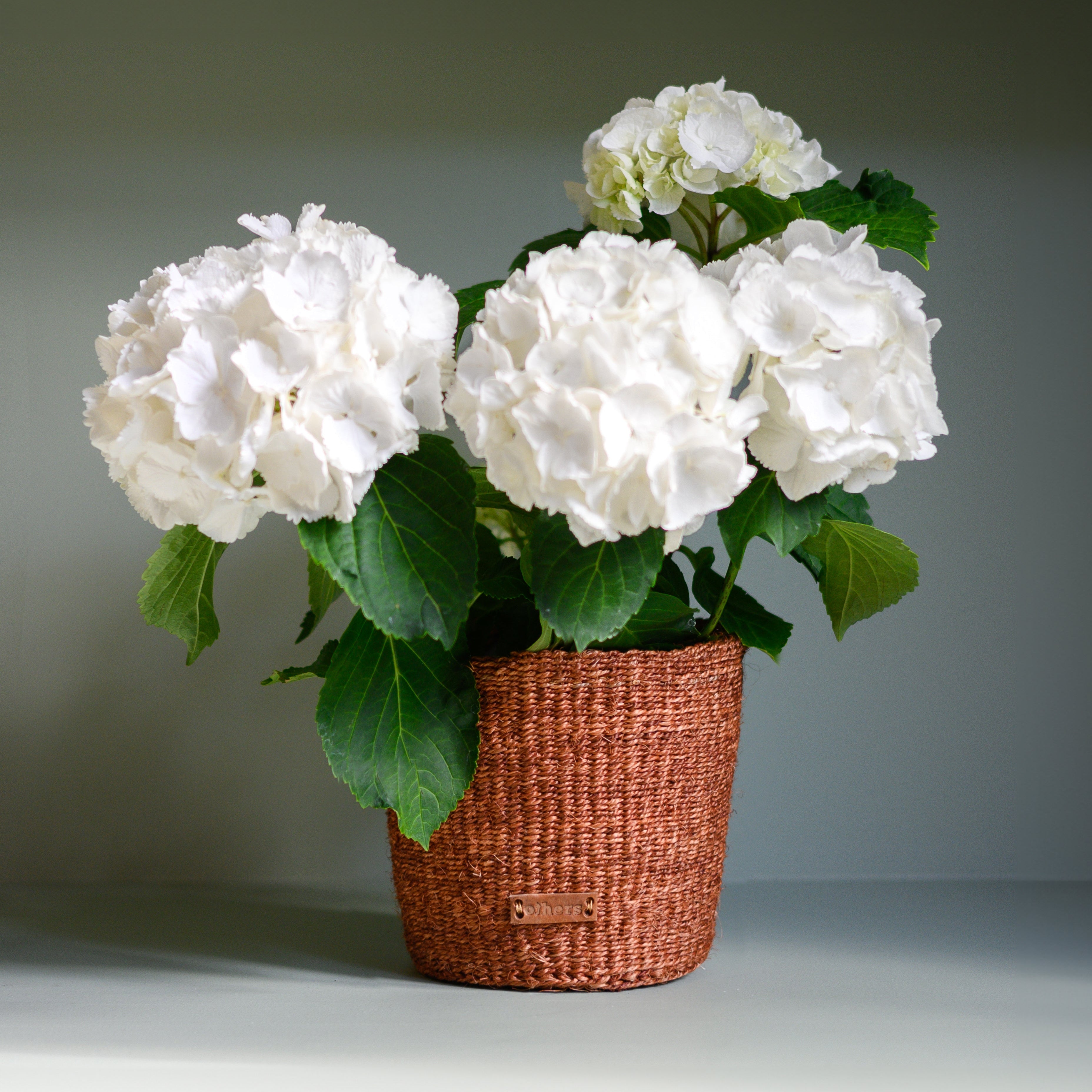 Potted plant with white flowers in a brown basket on a neutral background